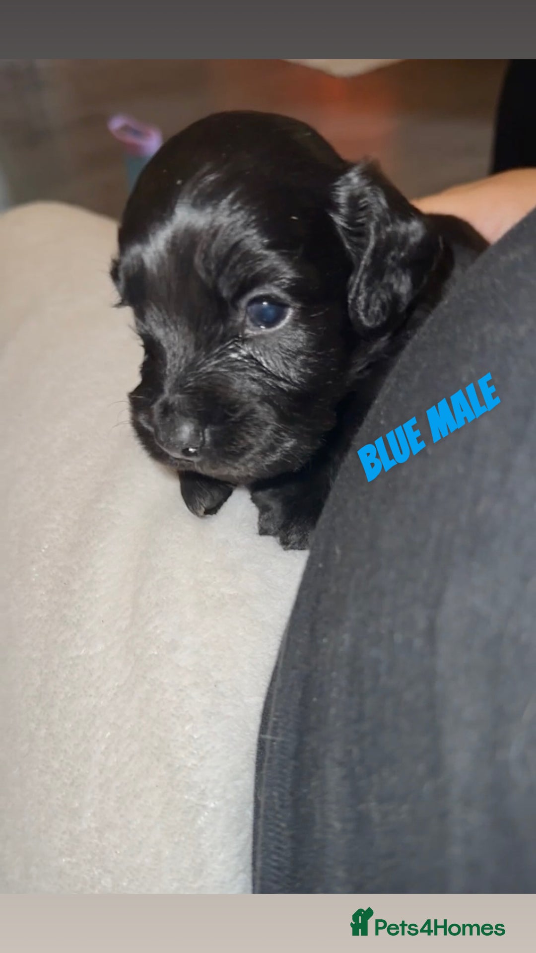 Cocker Spaniel dogs for sale: COCKER SPANIEL PUPPIES  - Image 5