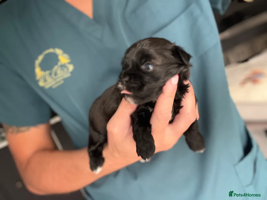 Shih Tzu dogs for sale: WAITING LIST Toy Shihpoo Puppies - Advert 18