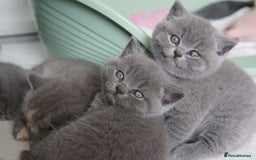 British Shorthair cats for sale: British Shorthair Kittens – GCCF Registered - Image 5