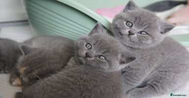 British Shorthair cats - Advert 15