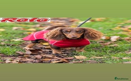 Miniature Dachshund dogs for stud: CHOCOLATE TOY DACHSHUND  - Image 3