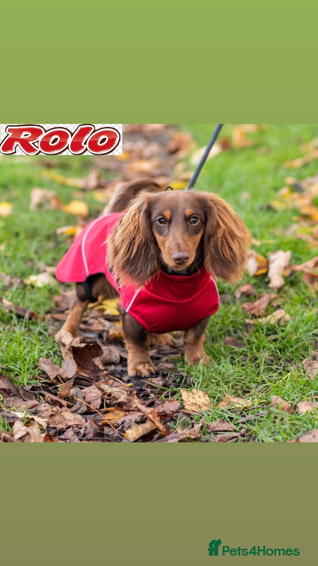 Miniature Dachshund dogs for stud: CHOCOLATE TOY DACHSHUND  - Image 3