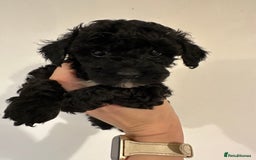 Toy Poodle dogs for sale: KC registered toy poodles - Image 20