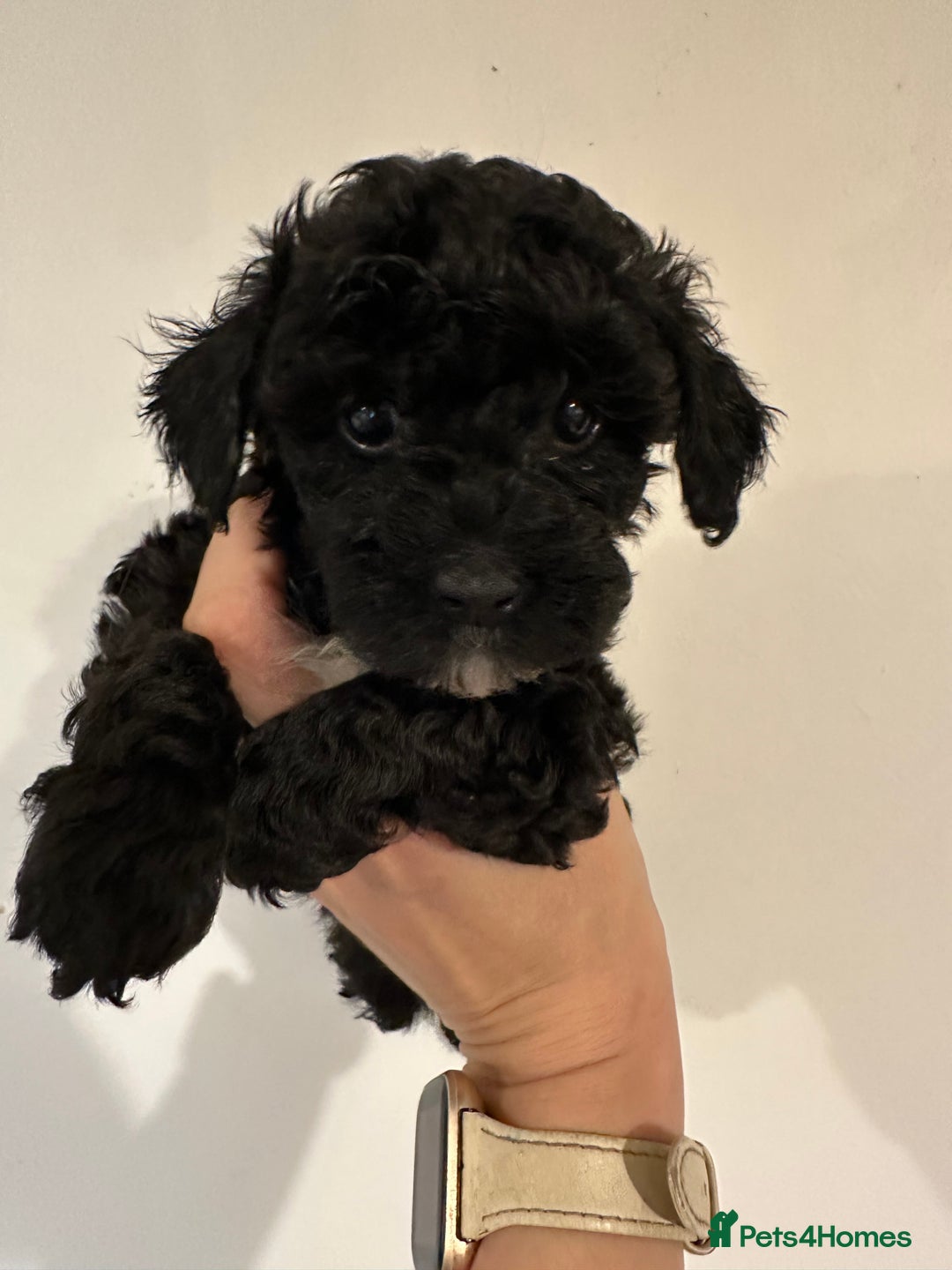 Toy Poodle dogs for sale: KC registered toy poodles - Image 20