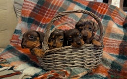 Dachshund dogs for sale: 4 gorgeous puppies for sale - Image 1