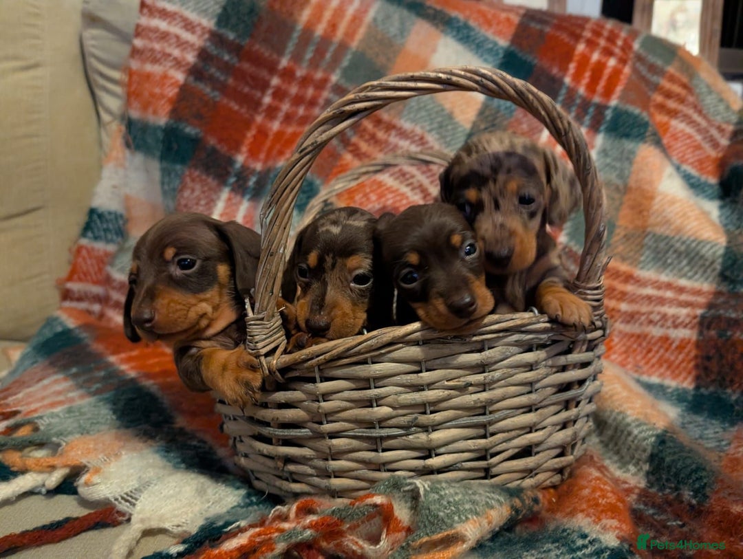 Dachshund dogs for sale: 4 gorgeous puppies for sale - Image 1