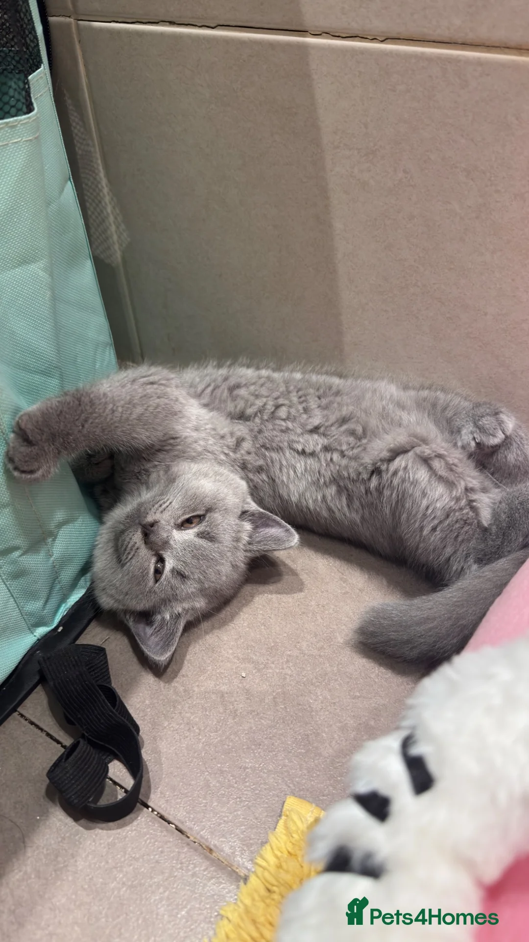 British Shorthair cats for sale: Beautiful British Shorthair kittens  - Advert 2