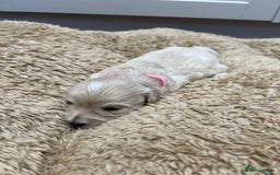 Maltipoo dogs for sale: 5 Gorgeous F1 Maltipoo Puppies *4 Girls Available* - Image 4