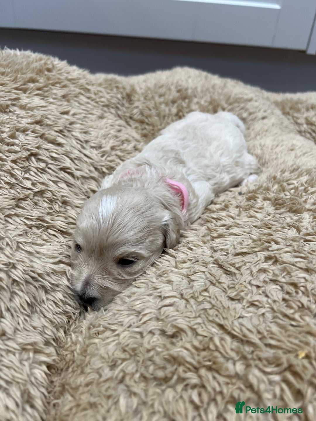 Maltipoo dogs for sale: 5 Gorgeous F1 Maltipoo Puppies *4 Girls Available* - Image 4