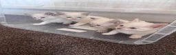 Ragdoll cats for sale: beautiful ragdoll kittens in Huddersfield - Advert 2