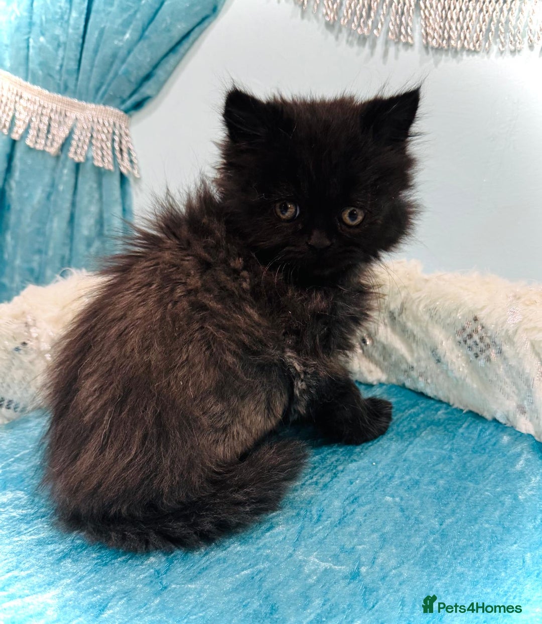 Turkish Angora cats for sale: Angora cross Persian kittens 🐱  - Image 13
