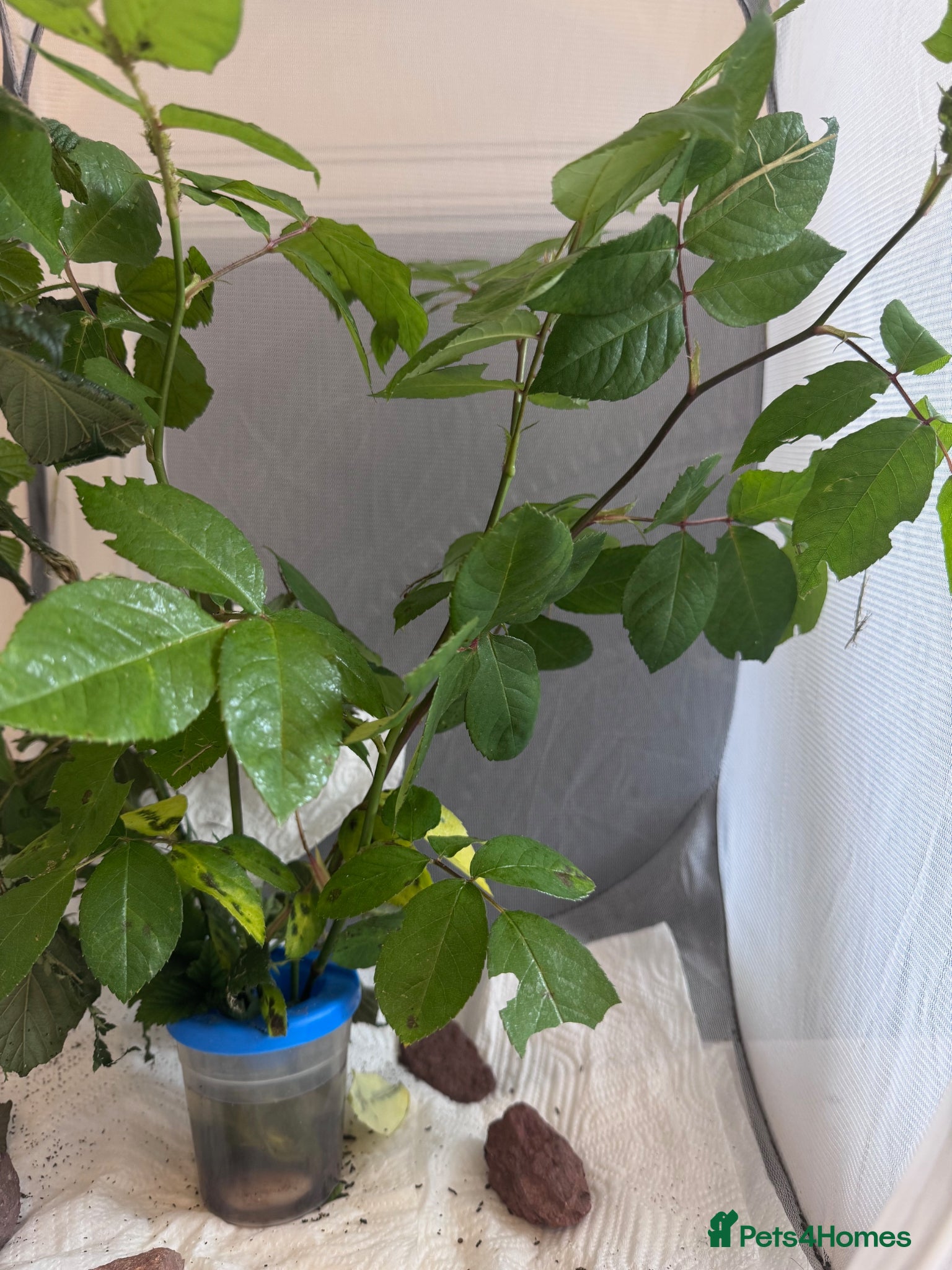 Stick Insects invertebrates for sale: Indian Stick Insects & Eggs for sale - Advert 4