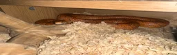 Corn Snake reptiles for sale: corn snake, Rio, 6 years old, orange. With setup  in Leicester - Advert 1