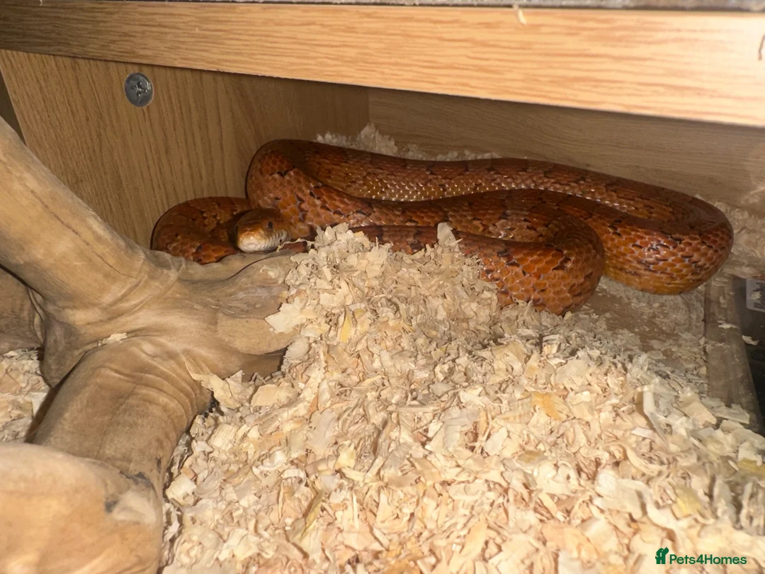 Corn Snake reptiles for sale: corn snake, Rio, 6 years old, orange. With setup  in Leicester - Advert 1