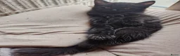 Mixed Breed cats for sale: 4 Fluffy domestic longhair kittens in Maidenhead - Advert 11