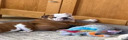 English Bulldog dogs for sale: Double ch bred Bulldog Puppies  - Advert 5