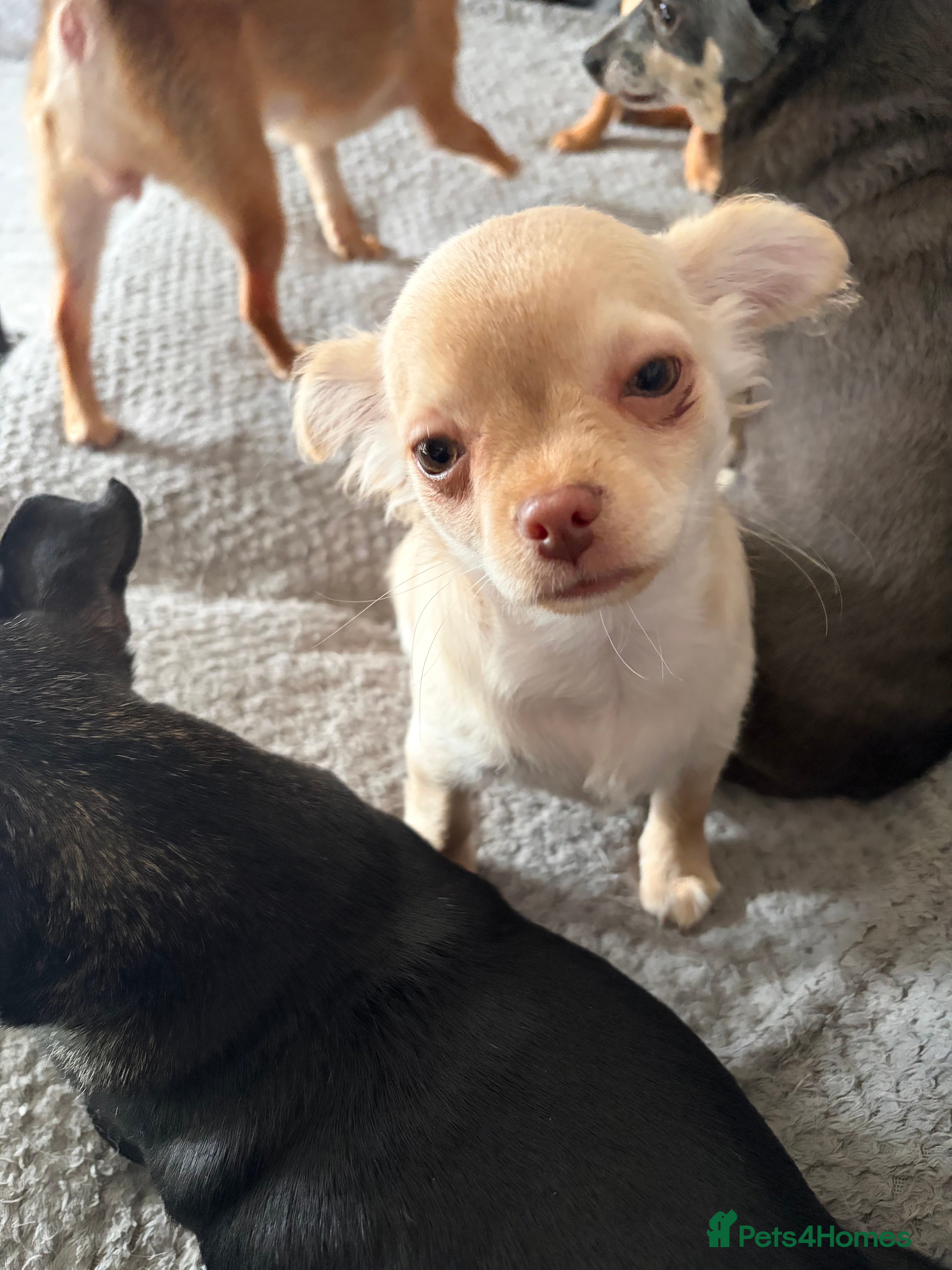 Chihuahua dogs REDUCED ONLY 2 KC REGISTERED BOYS LEFT £1500 - Advert 5