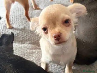 Chihuahua dogs REDUCED ONLY 2 KC REGISTERED BOYS LEFT £1500 - Advert 5