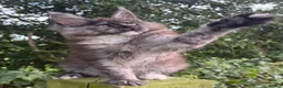 Maine Coon cats for sale: STUNNING BLACK SILVER TORTIE MAINE COON  - Advert 3