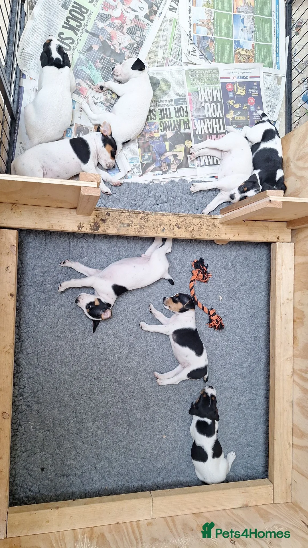 Jack Russell dogs for sale: Jack Russell Terrier Puppies for Sale - Advert 12