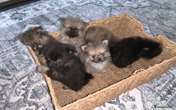 Pomchi dogs for sale: Pomchi - Advert 5