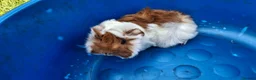 Guinea Pig rodents for sale: Peruvian Sow for Sale - Advert 2