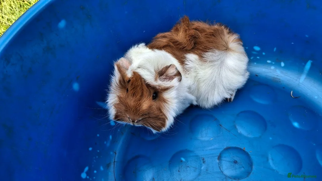 Guinea Pig rodents for sale: Peruvian Sow for Sale - Advert 2