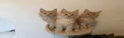 Maine Coon cats for sale: Gorgeous purebred Red/cream male Maine coon kitten - Advert 9