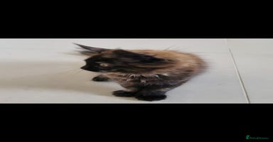 Maine Coon cats in Southampton - Advert 11