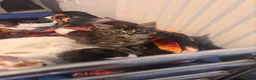 Mixed Breed cats for sale: Beautiful kittens  - Advert 17