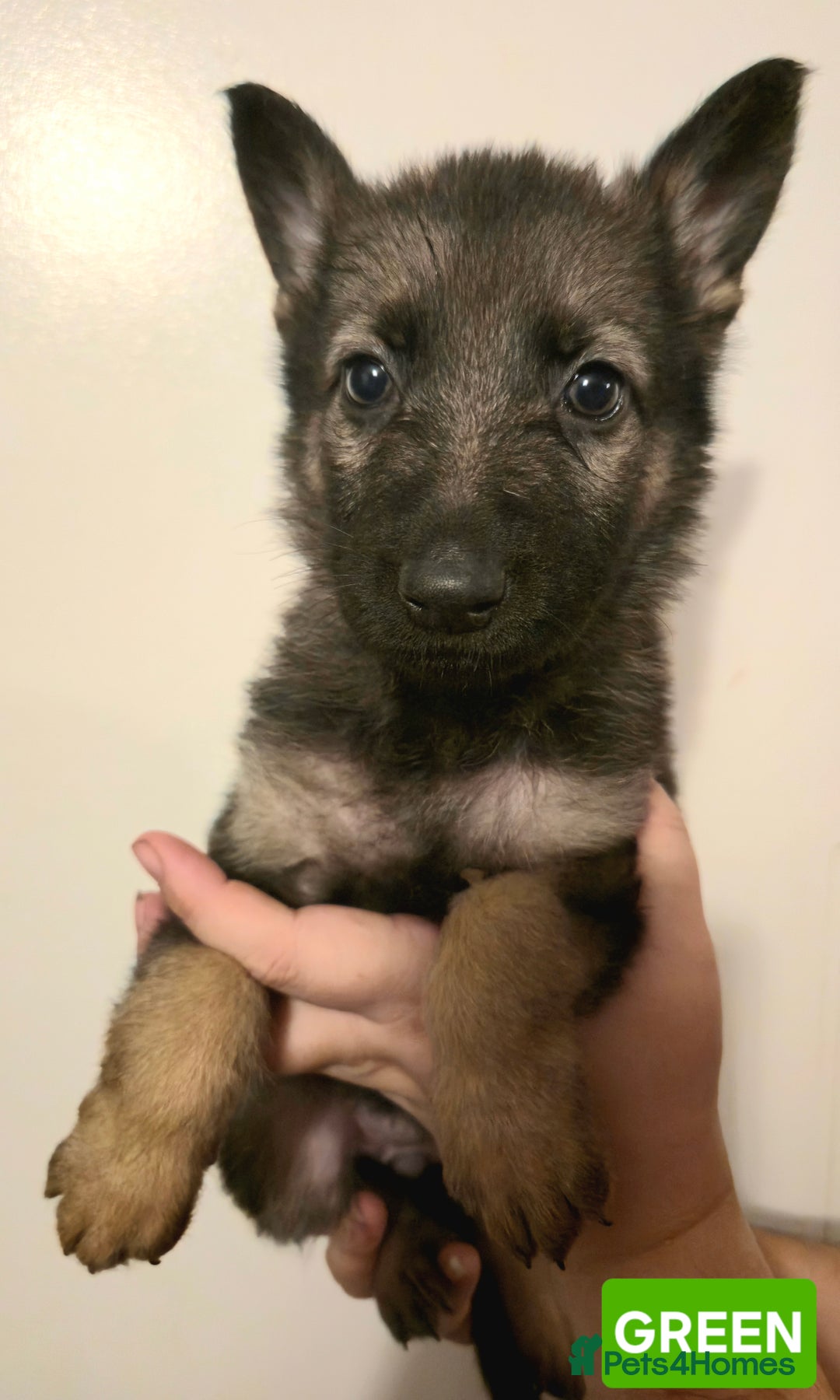 German Shepherd dogs for sale: German Shepherd Puppies - Advert 24
