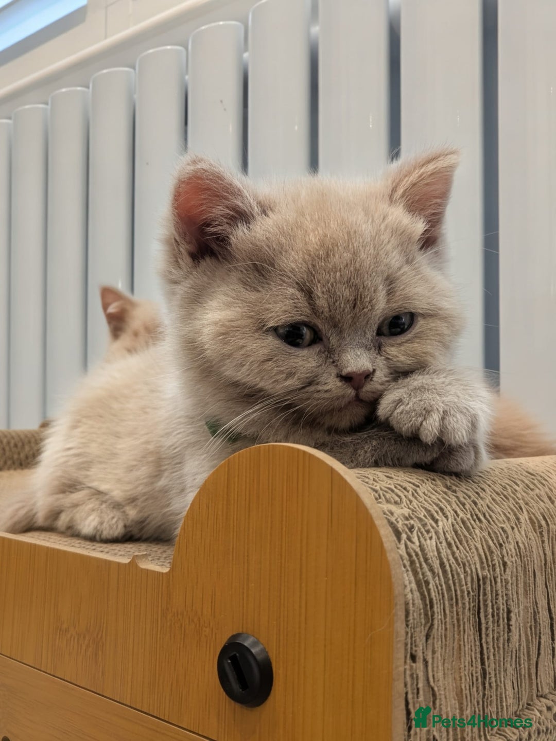 British Shorthair cats for sale: Gorgeous British Shorthair Kittens Teddy Bear Type - Advert 2