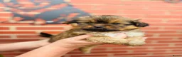 Shetland Sheepdog dogs for sale: Shetland sheepdog cross puppies  - Advert 19