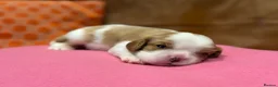 Cavalier King Charles Spaniel dogs for sale: KC reg 2 boys 2 girls - Advert 12