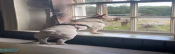 French Bulldog dogs for sale: Platinum French bulldog in Tadley - Advert 7