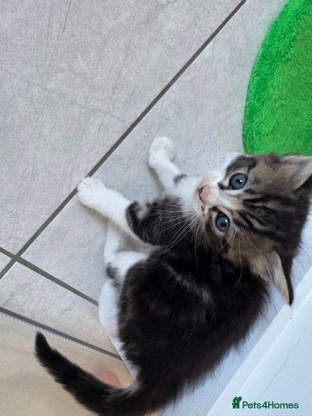 Mixed Breed cats for sale: Ragdoll cross  - Image 8