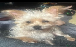 Yorkiepoo dogs for sale: Tiny Yorkipoos beautiful fluff balls puppies - Image 38