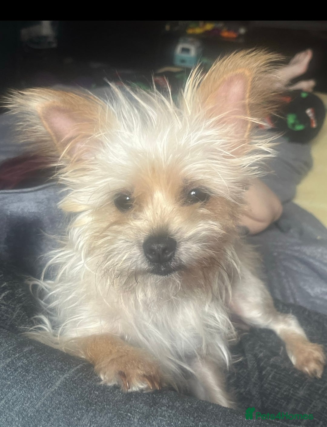 Yorkiepoo dogs for sale: Tiny Yorkipoos beautiful fluff balls puppies - Image 38