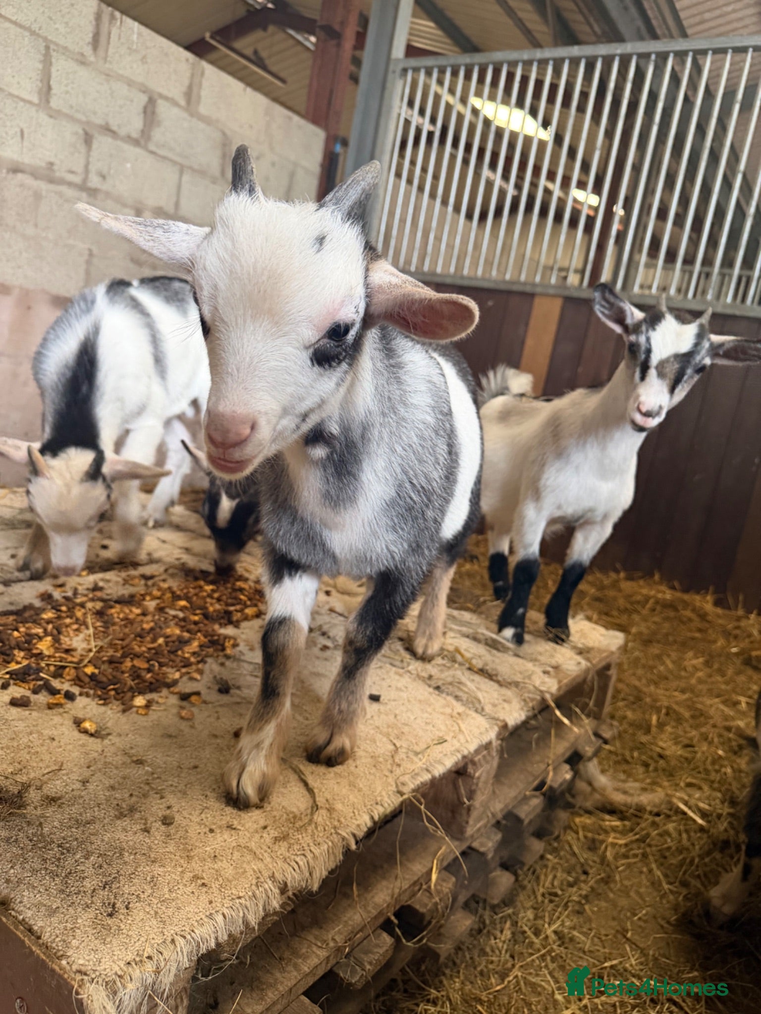 Goats livestock REDUCED 2 beautiful Pygmy kids ❤️ - Advert 3