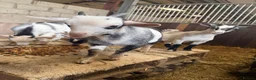 Goats livestock for sale: 4 beautiful Pygmy kids ❤️ - Advert 5