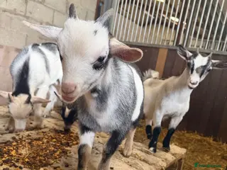 Goats livestock REDUCED 2 beautiful Pygmy kids ❤️ - Advert 3