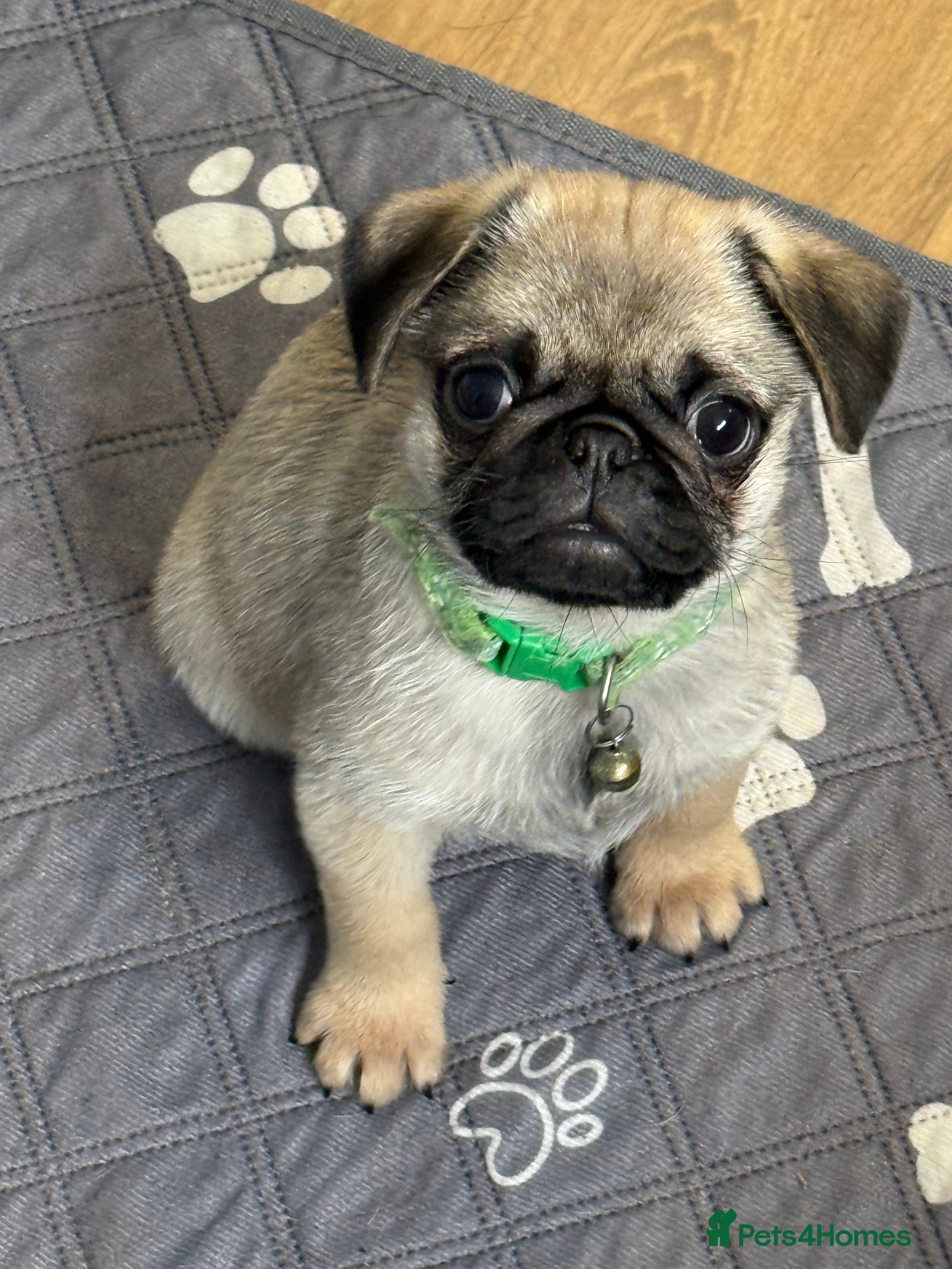 Pug dogs Pug puppies Kc registered  - Advert 6