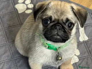 Pug dogs Pug puppies Kc registered - Advert 6