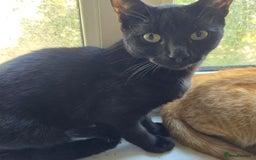 British Shorthair cats for sale: Five Energetic Adventurous Kittens - Image 10