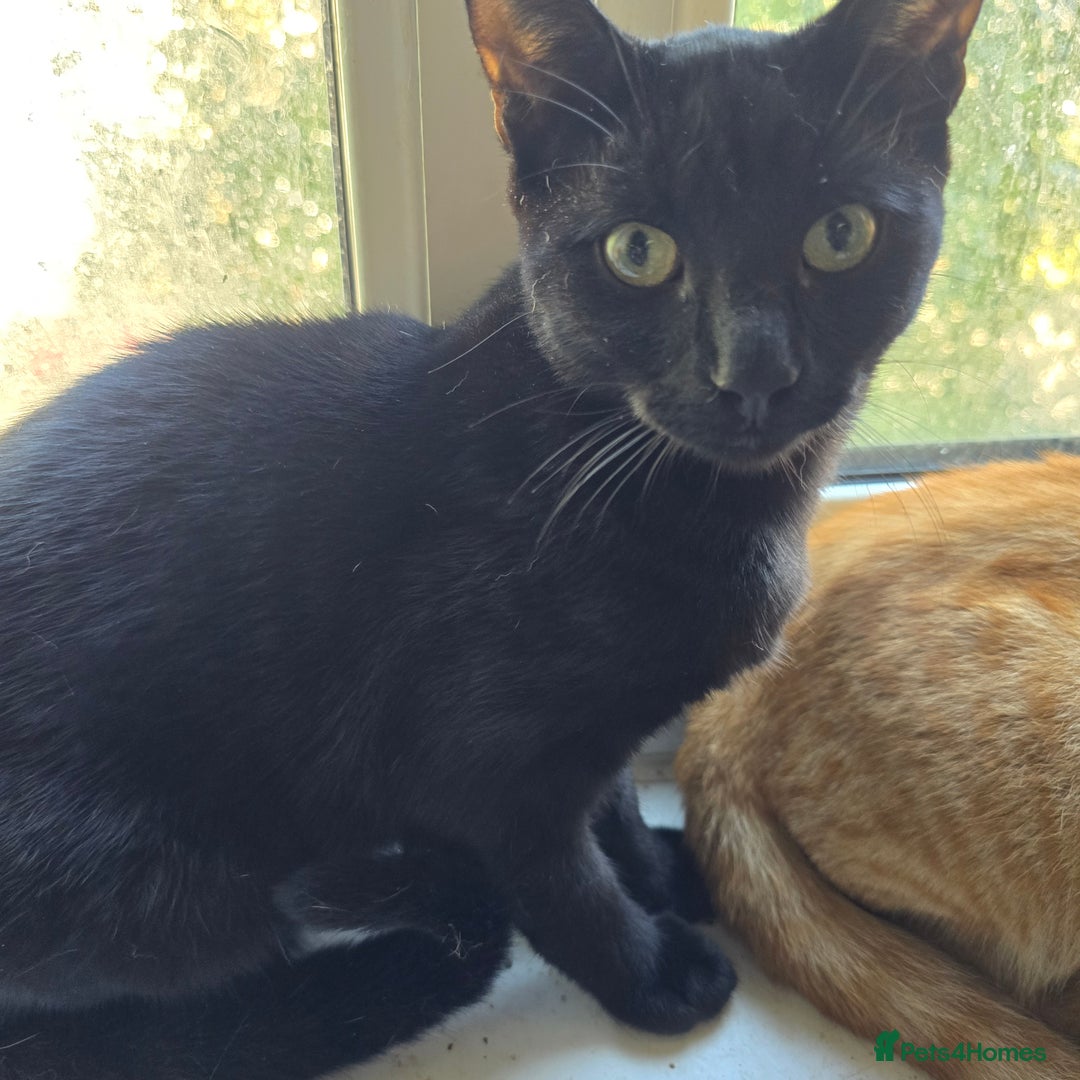 British Shorthair cats for sale: Five Energetic Adventurous Kittens - Image 10