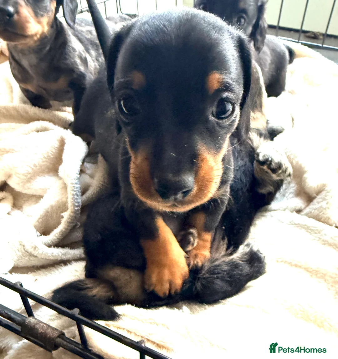 Miniature Dachshund dogs for sale: Sausage Puppies! - Advert 5