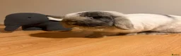 English Lop rabbits for sale: Two beautiful Buns  in Newton Abbot - Advert 6