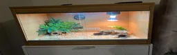 Snake reptiles for sale: Hognose snake - Advert 2