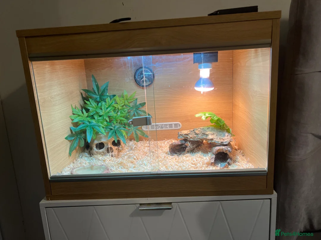 Snake reptiles for sale: Hognose snake - Advert 2