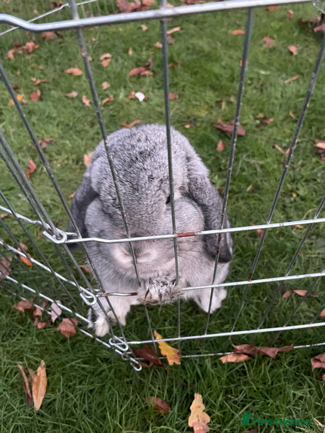 Mini Lop rabbits for sale: Adorable Coco - female Mini Lop - Advert 7